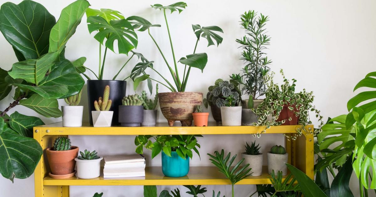 The Essential Guide To Indoor Plants (Free Downloadable